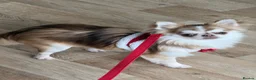 Chihuahua dogs for sale: Teacup fluffy husky markings chihuahua - Advert 2