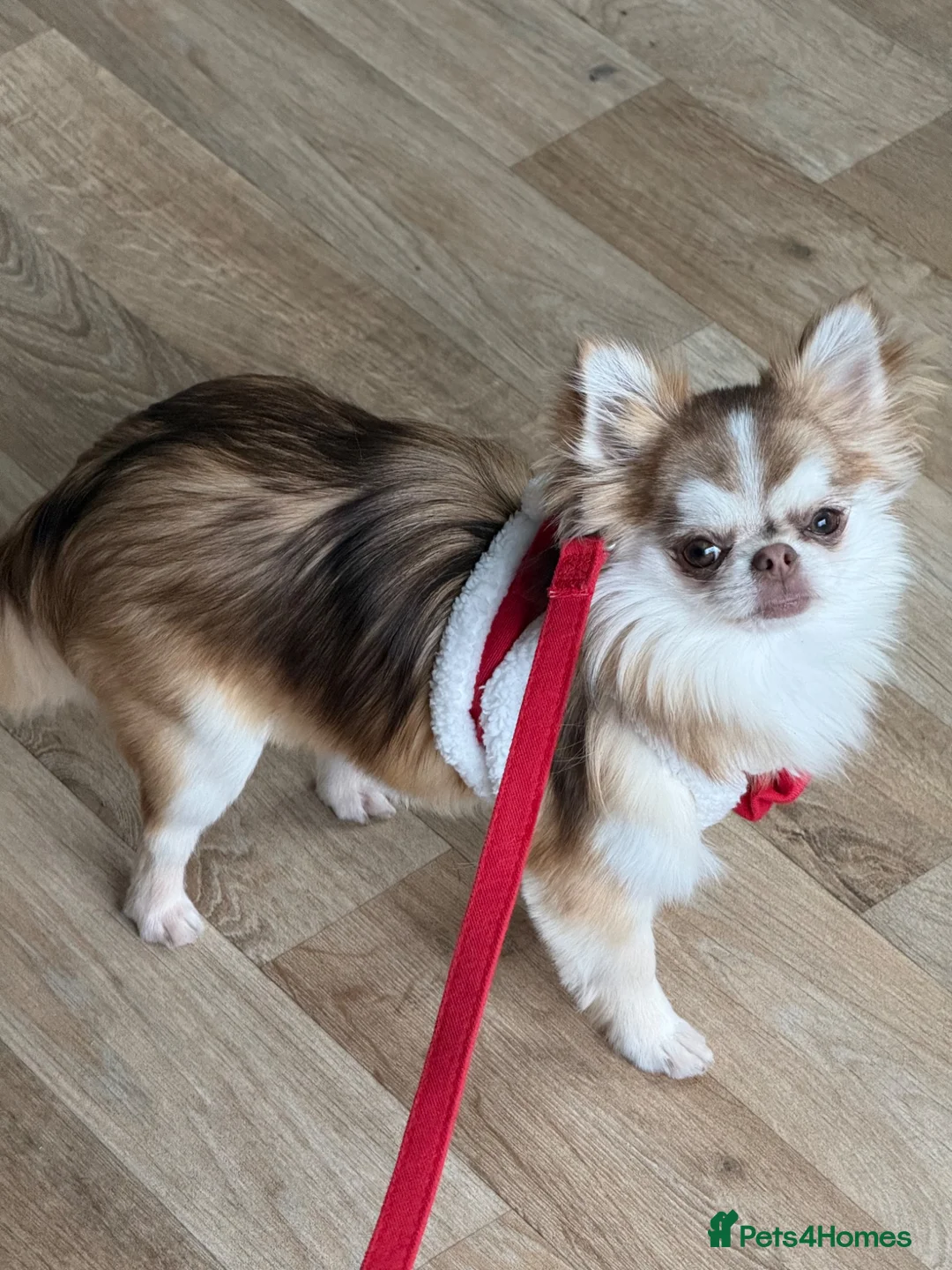 Chihuahua dogs for sale: Teacup fluffy husky markings chihuahua - Advert 2