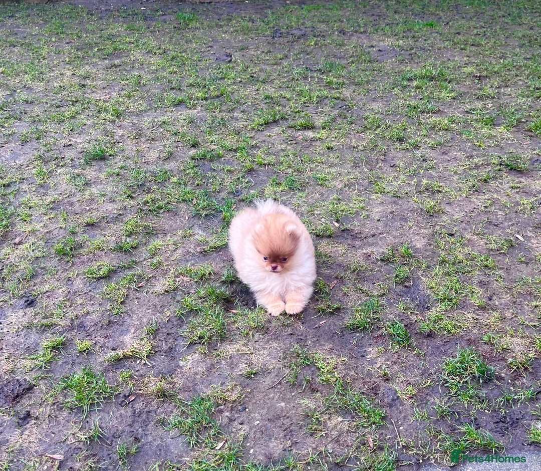 Pomeranian dogs for sale: Top Quality 🐻 Teddy Face🧸Perfect Size - Advert 9