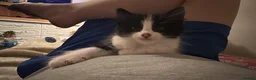 Mixed Breed cats for sale: One boy left, part ragdol  - Advert 4
