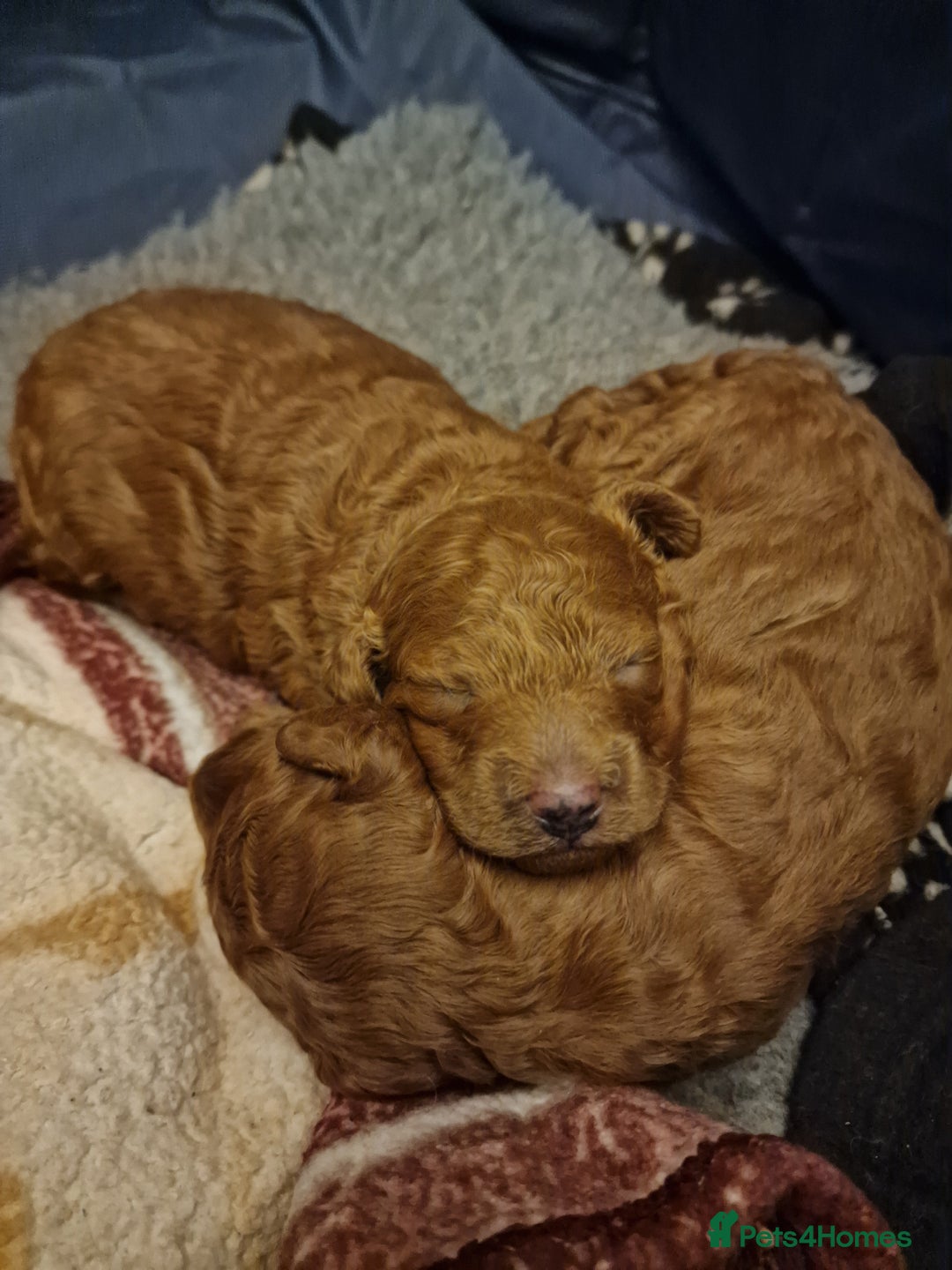 Cockapoo dogs for sale: Apricot coloured cockapoo boy - Advert 21