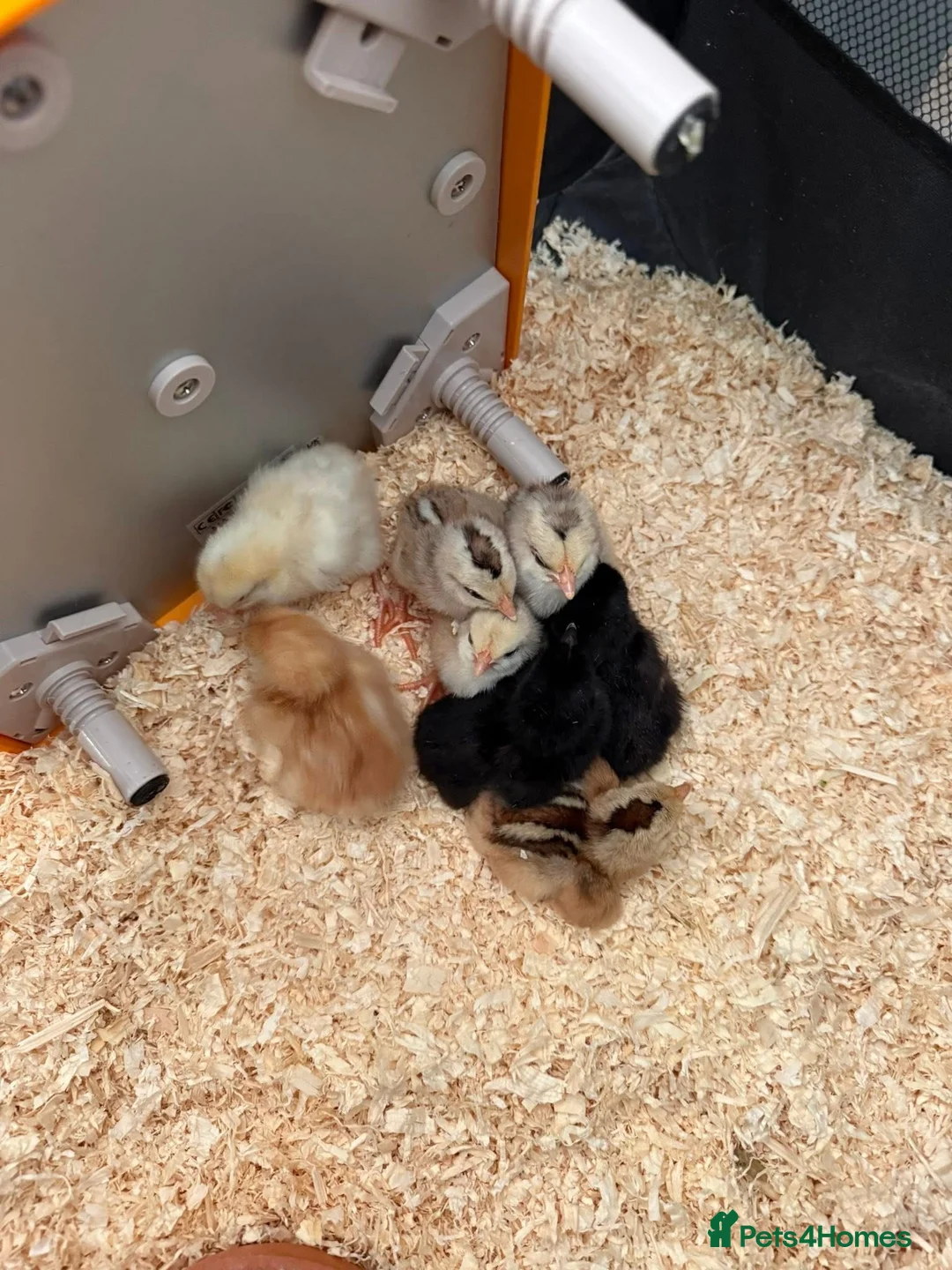 Chickens poultry for sale: Chicks  in Wrexham - Advert 1