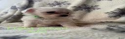 Maltese dogs for sale: Maltese puppies - Advert 31