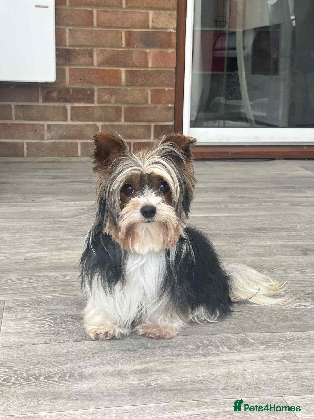 Biewer Terrier dogs for sale: 2 Pure Yorkshire Biewier Terrier READY TO GO - Advert 4