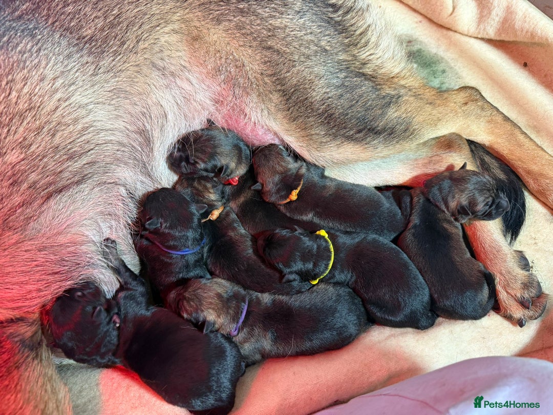 German Shepherd dogs for sale: German Shepherd Puppies  - Image 6