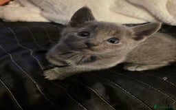 Russian Blue cats for sale: Pedigree Russian blue kittens NORTH LONDON  - Image 8