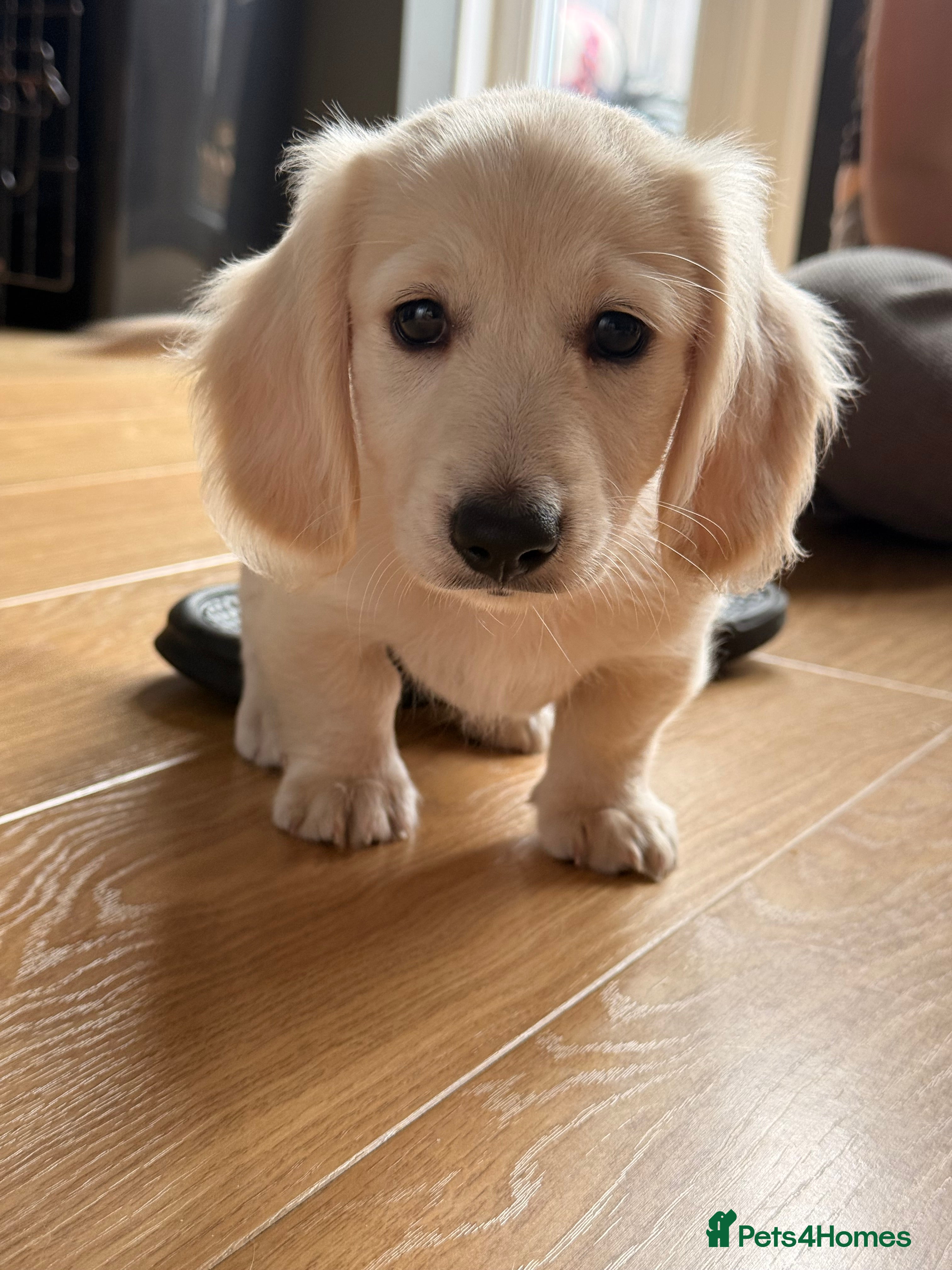 Miniature Dachshund dogs Miniature Long Haired Dachshund  - Advert 2