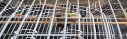 Cockatiels birds for sale: Cockatiel for Sale – Experienced Home Needed - Advert 7