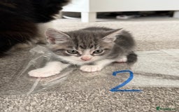 Mixed Breed cats for sale: 5 bsh mixed kittens ready  - Image 6