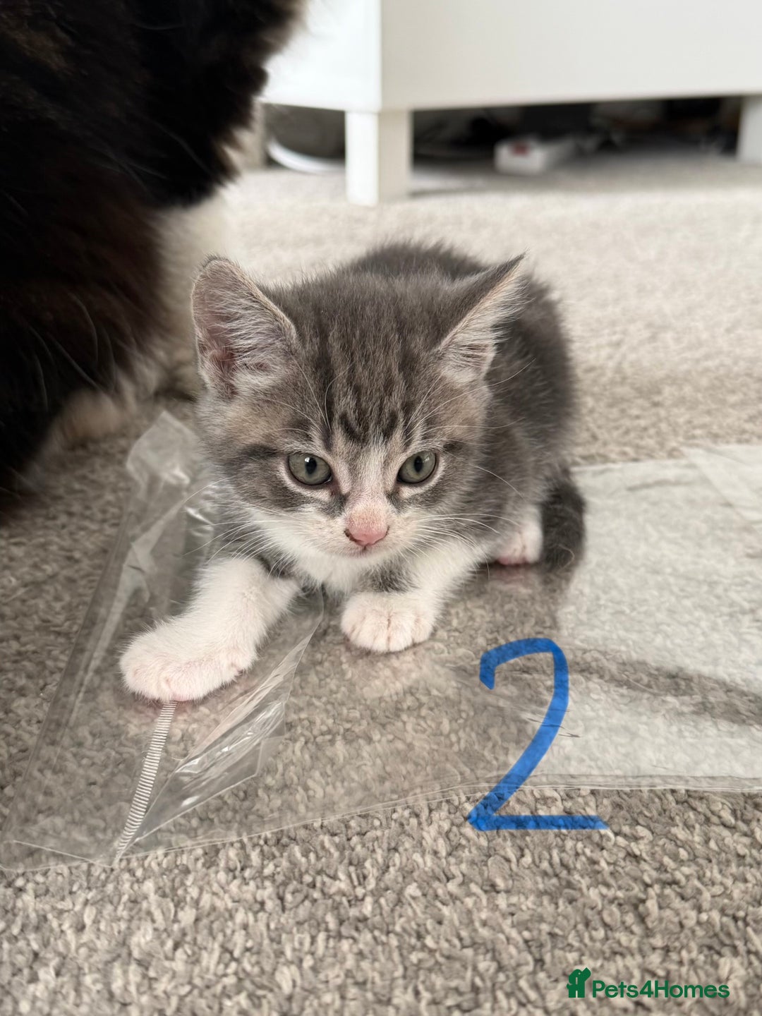 Mixed Breed cats for sale: 5 bsh mixed kittens ready  - Image 6