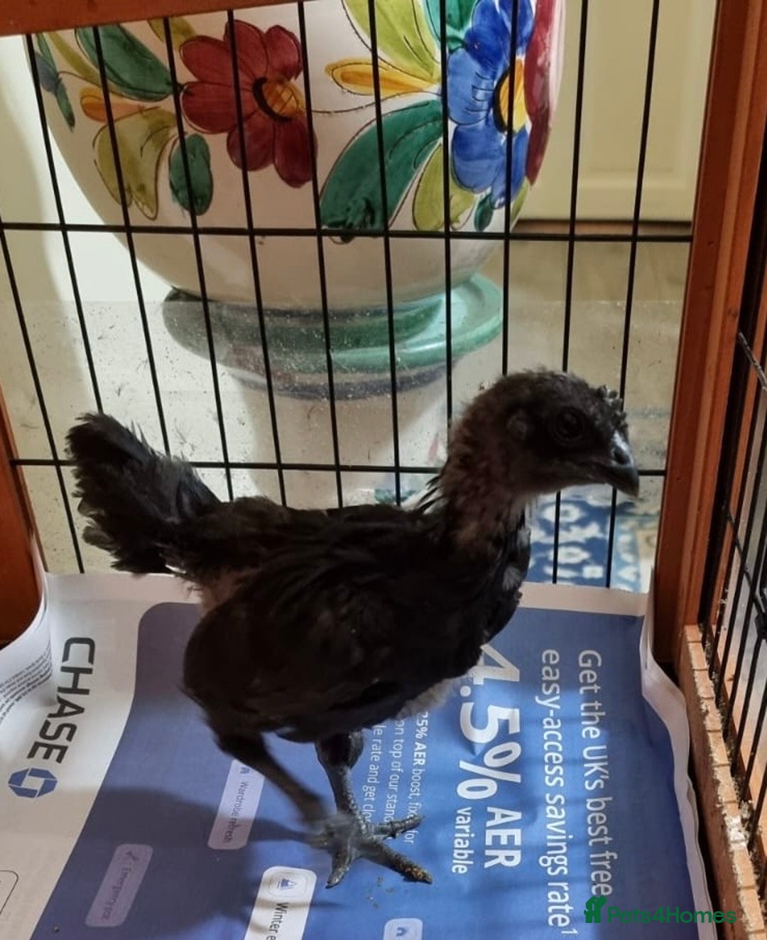 Chickens poultry for sale: Rare Ayam Cimani Chicks - Advert 3