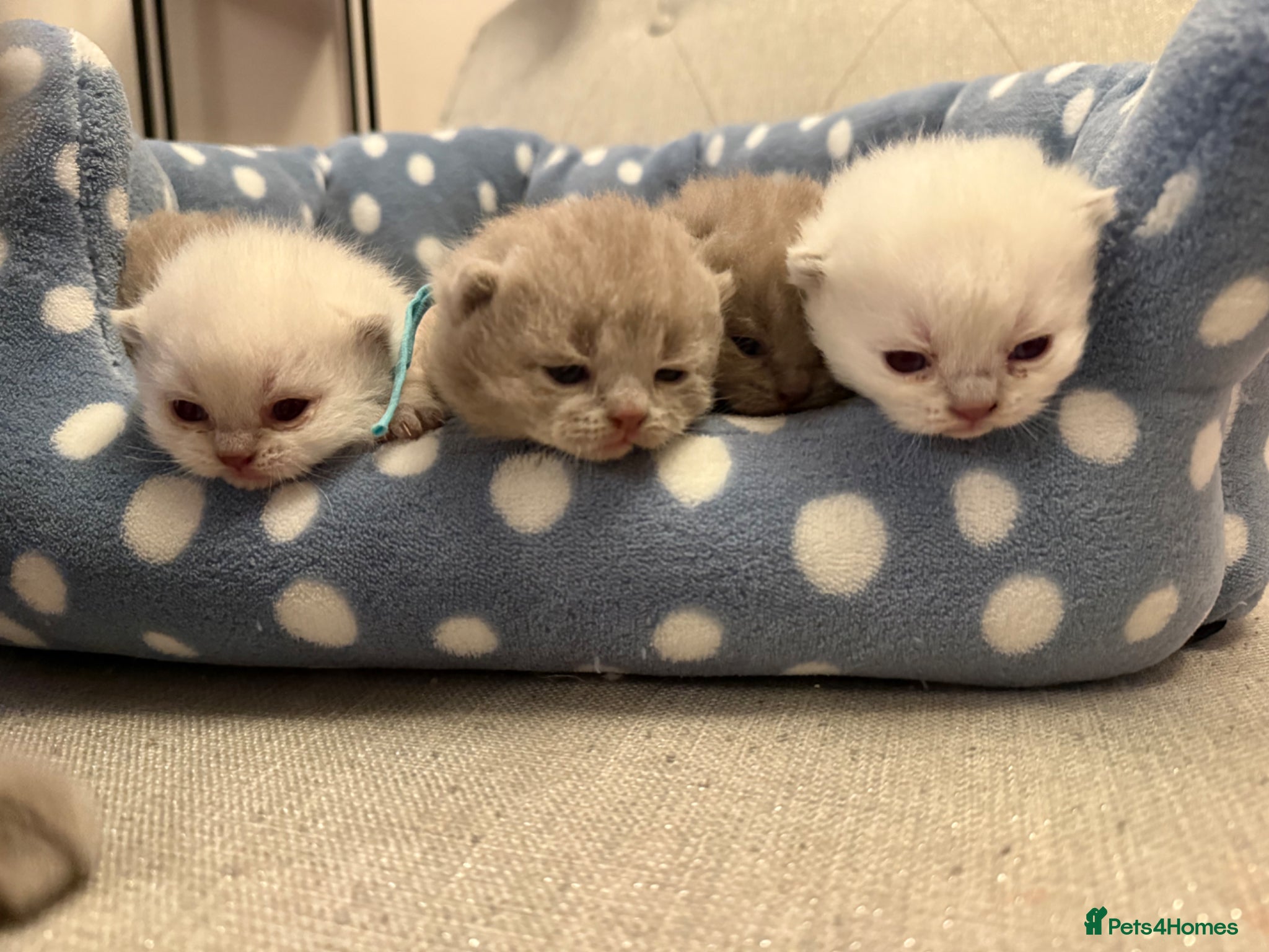 British Shorthair cats for sale: Stunning GCCF-Registered British Shorthair Kittens - Advert 22