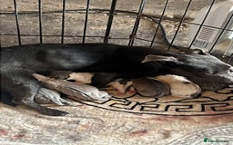 Jack Russell dogs for sale: Blue, Lilac & Tan smooth coated miniature JRT - Advert 1