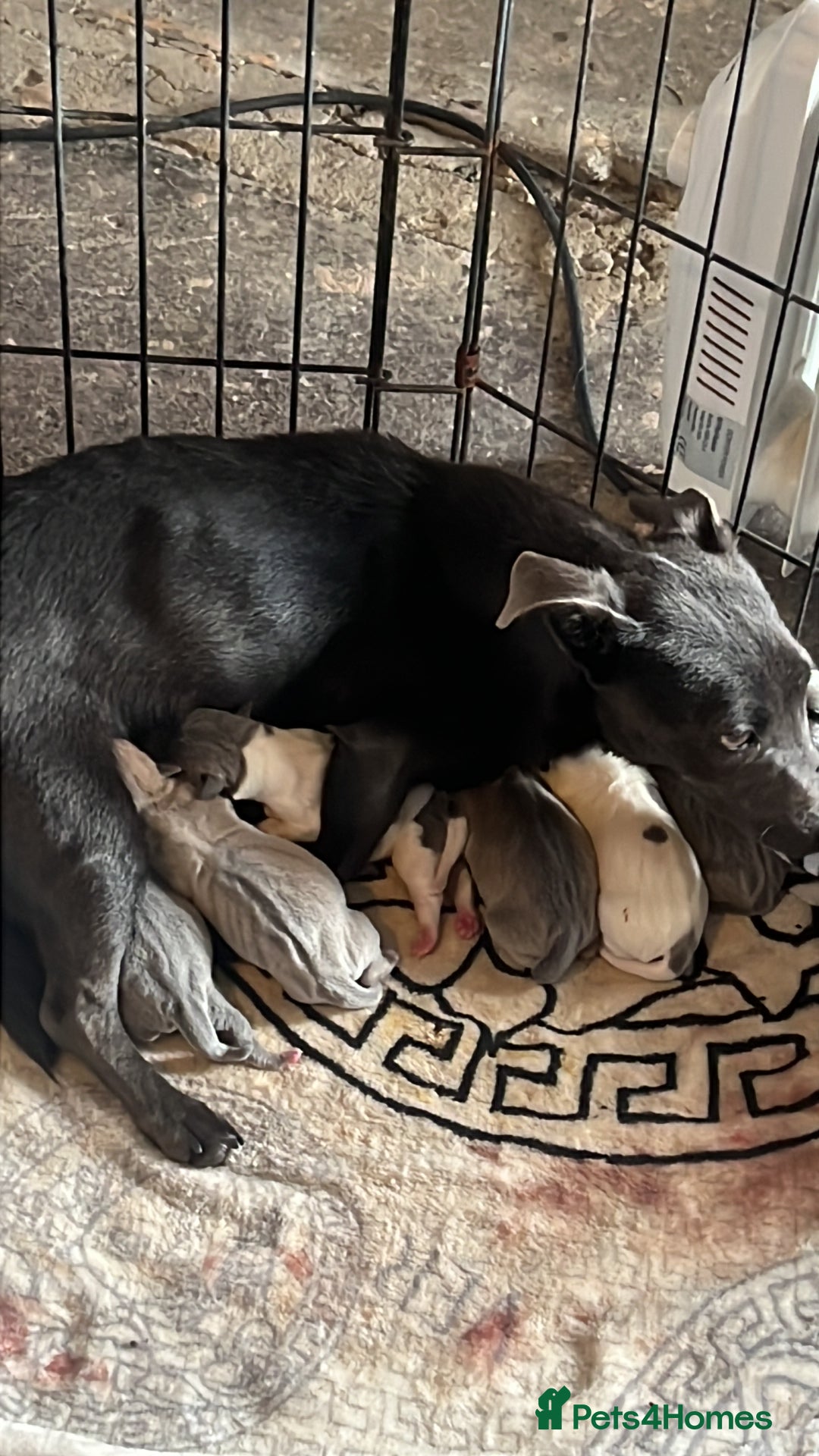 Jack Russell dogs for sale: Blue, Lilac & Tan smooth coated miniature JRT - Advert 1