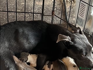 Jack Russell dogs Blue, Lilac & Tan smooth coated miniature JRT - Advert 1