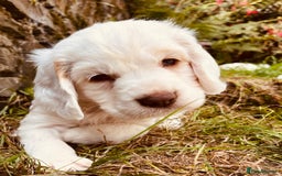 Clumber Spaniel dogs for sale: 3/4 clumber 1/4 cocker spaniel pups - Image 7