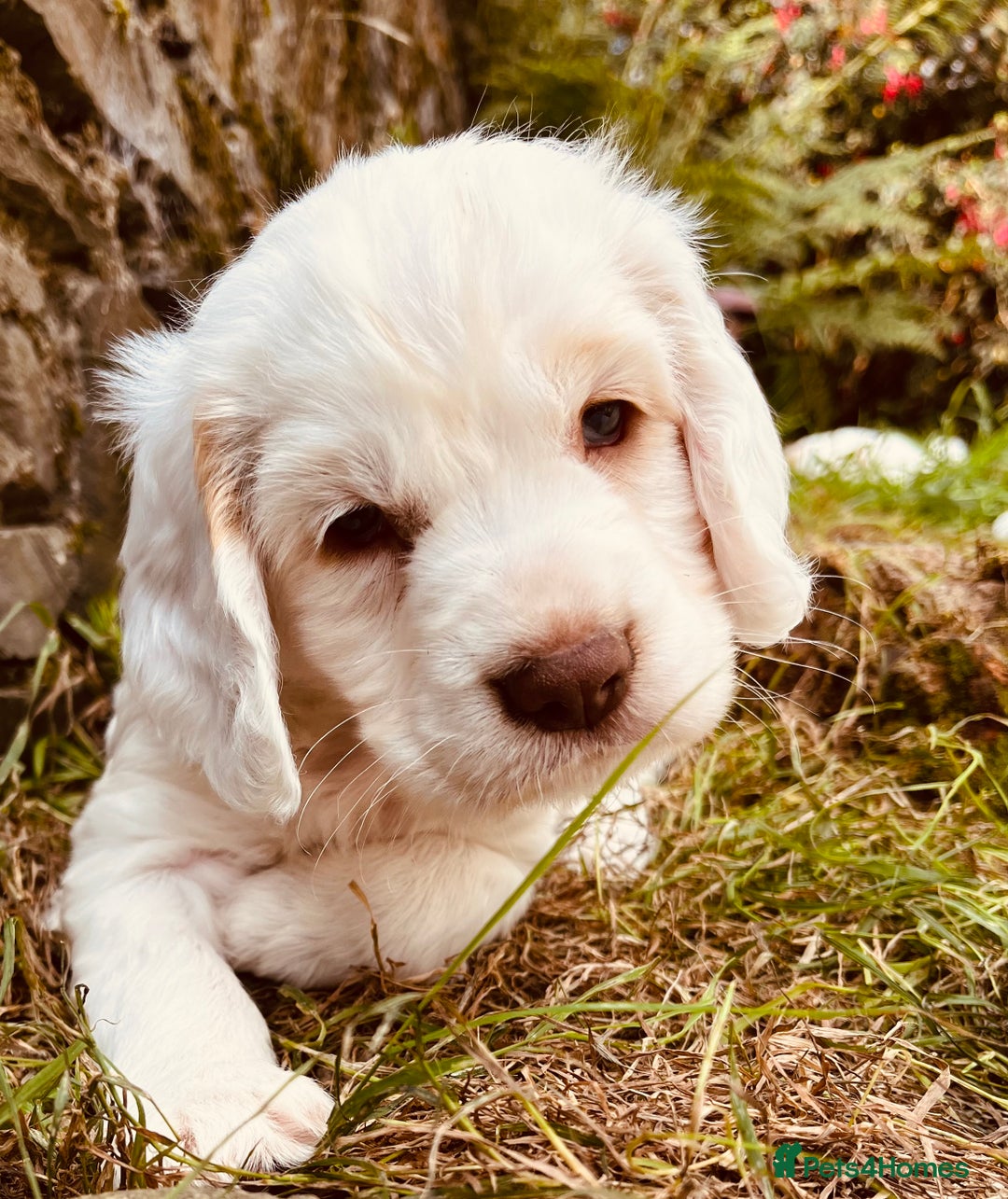 Clumber Spaniel dogs for sale: 3/4 clumber 1/4 cocker spaniel pups - Image 7