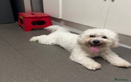 Mixed Breed dogs for sale: Lovely Maltichon Boy looking for a loving home  - Image 8