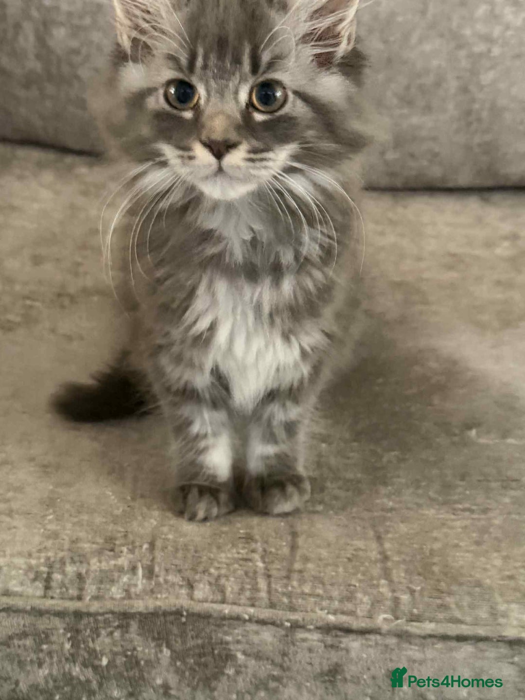 Maine Coon cats for sale: 1 female Maine coons ready to leave now  - Advert 6