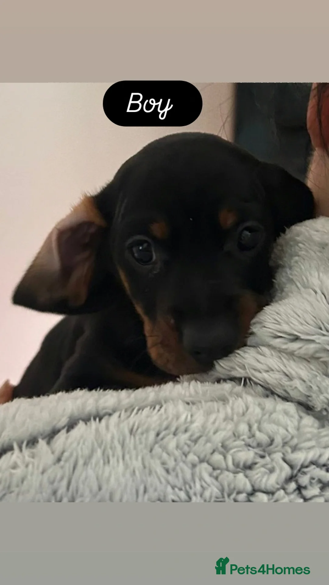 Dachshund dogs for sale: Dachshund puppies  - Advert 25
