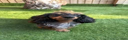 Dachshund dogs for stud: Miniature longhaired dachshund for stud  - Advert 4