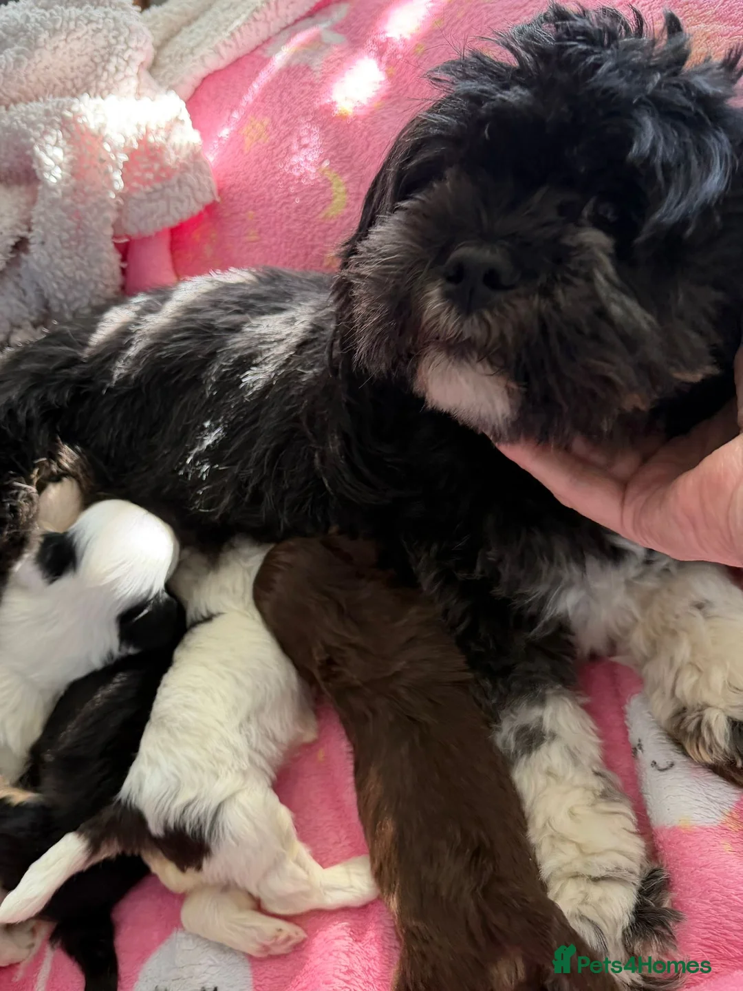 Lhasapoo dogs for sale: Lhasapoo  - Advert 10