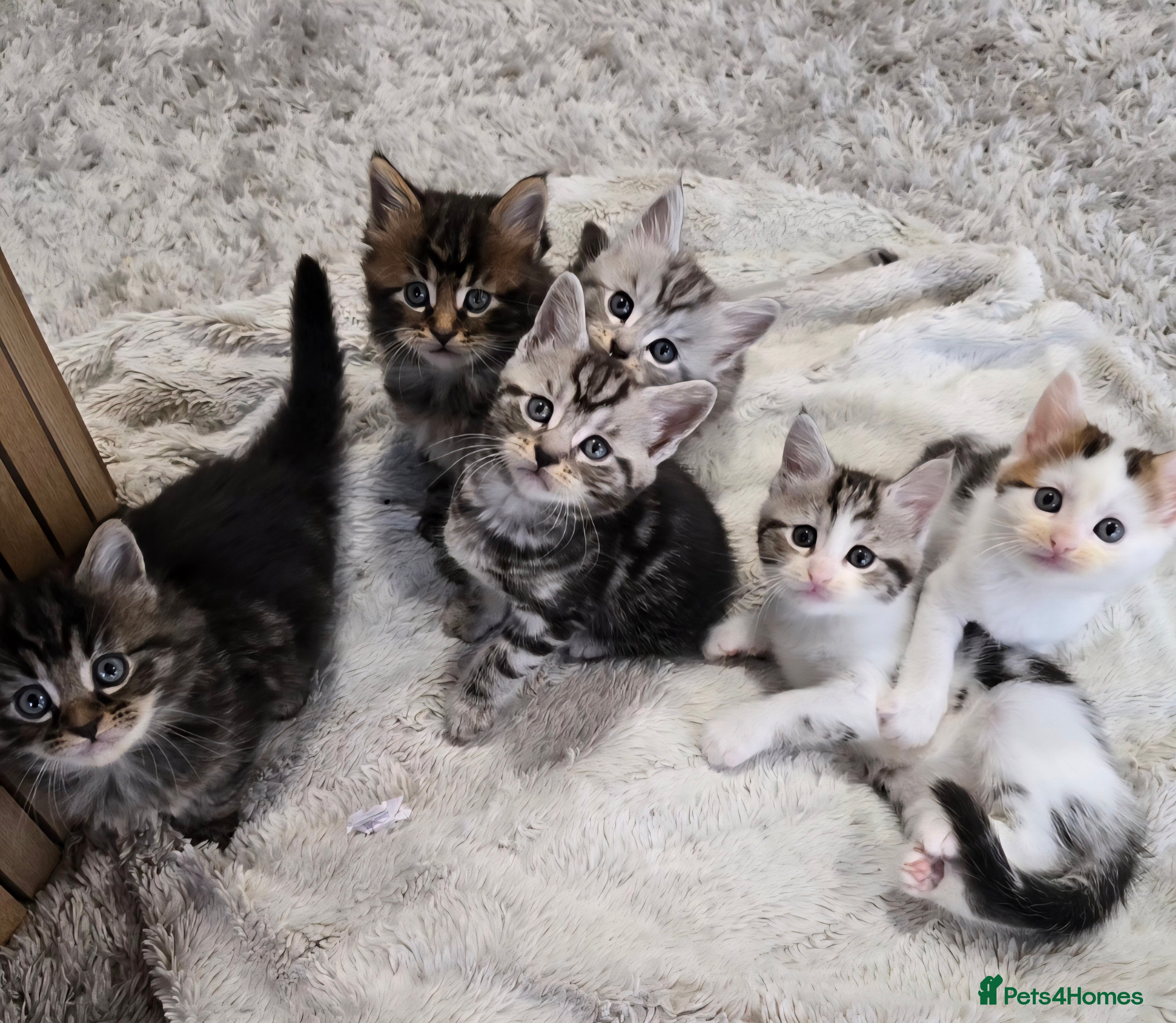 Mixed Breed cats Maine Coone Cross Kittens - Advert 2