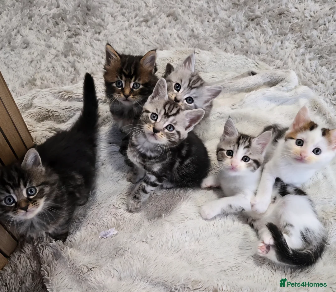 Mixed Breed cats for sale: Maine Coone Cross Kittens - Advert 1