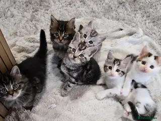 Mixed Breed cats Maine Coone Cross Kittens - Advert 2