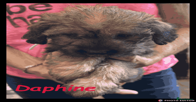 Mixed Breed dogs - Advert 6