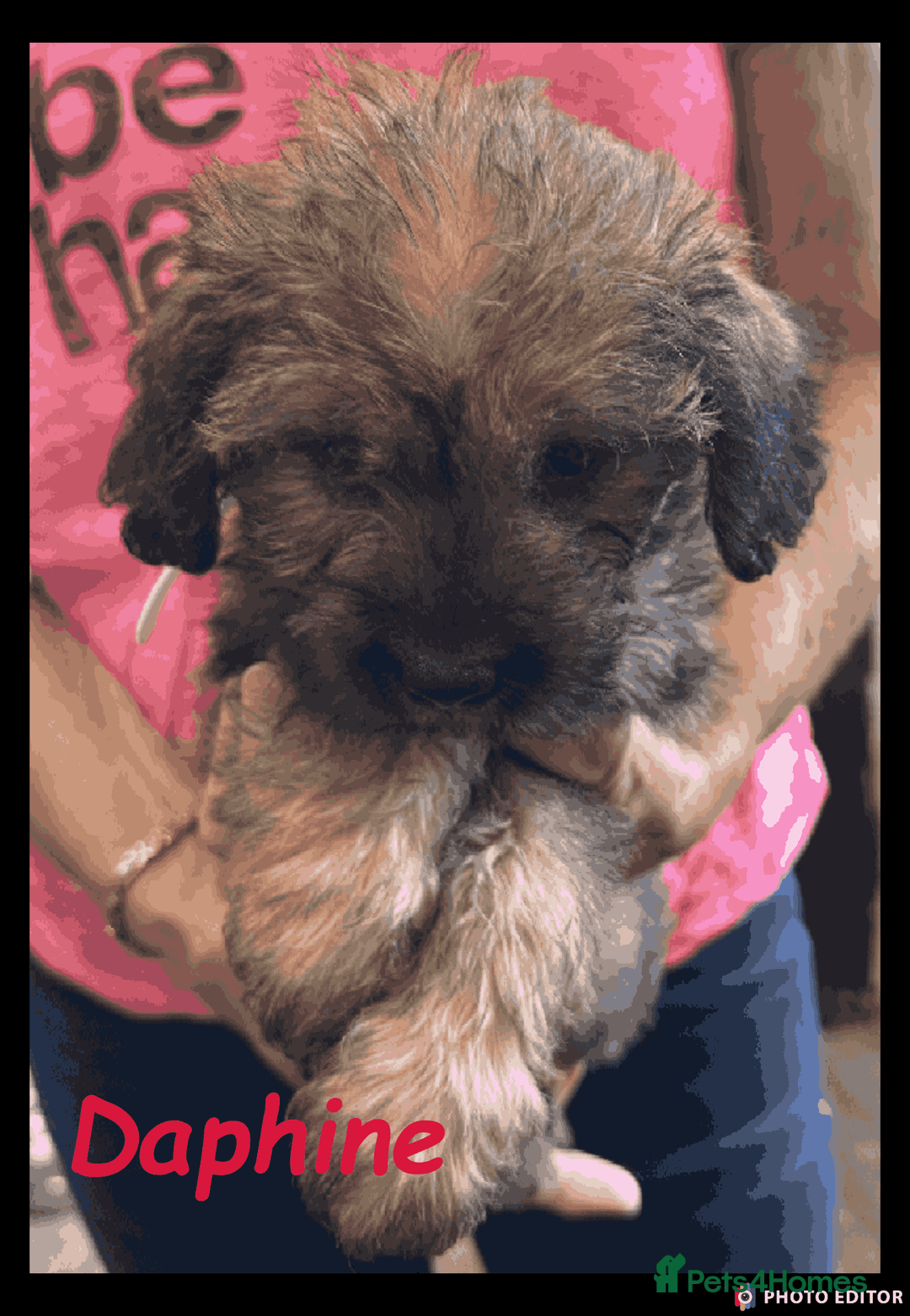 Mixed Breed dogs for sale: Beautiful Borderpoo Puppies – Ready 24th August - Image 2