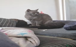 British Shorthair cats for sale: British short hair - Advert 1