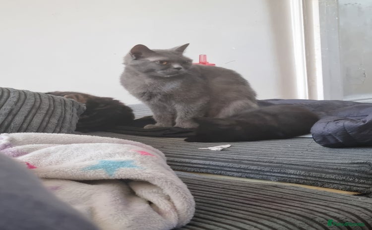 British Shorthair cats British short hair - Advert 8