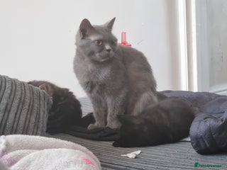 British Shorthair cats for sale: British short hair - Advert 1