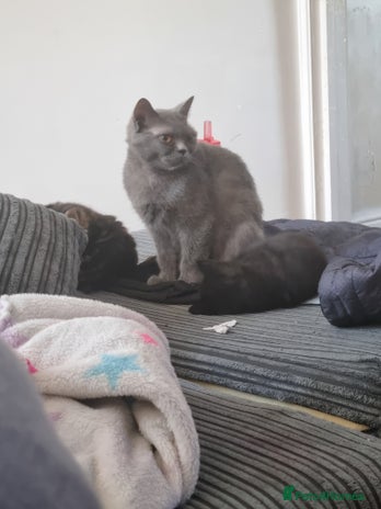 British Shorthair cats British short hair - Advert 8