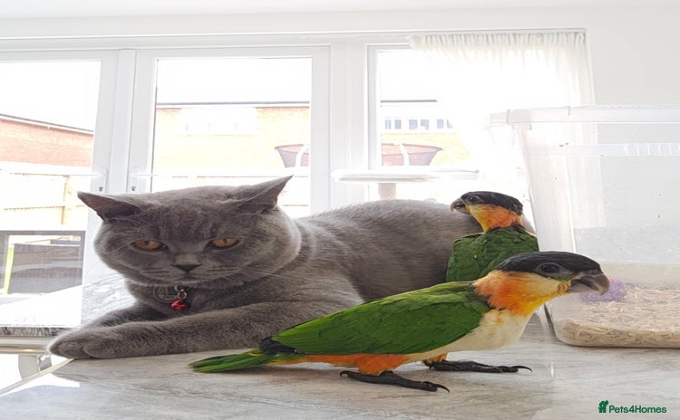 Parrots birds - Advert 11