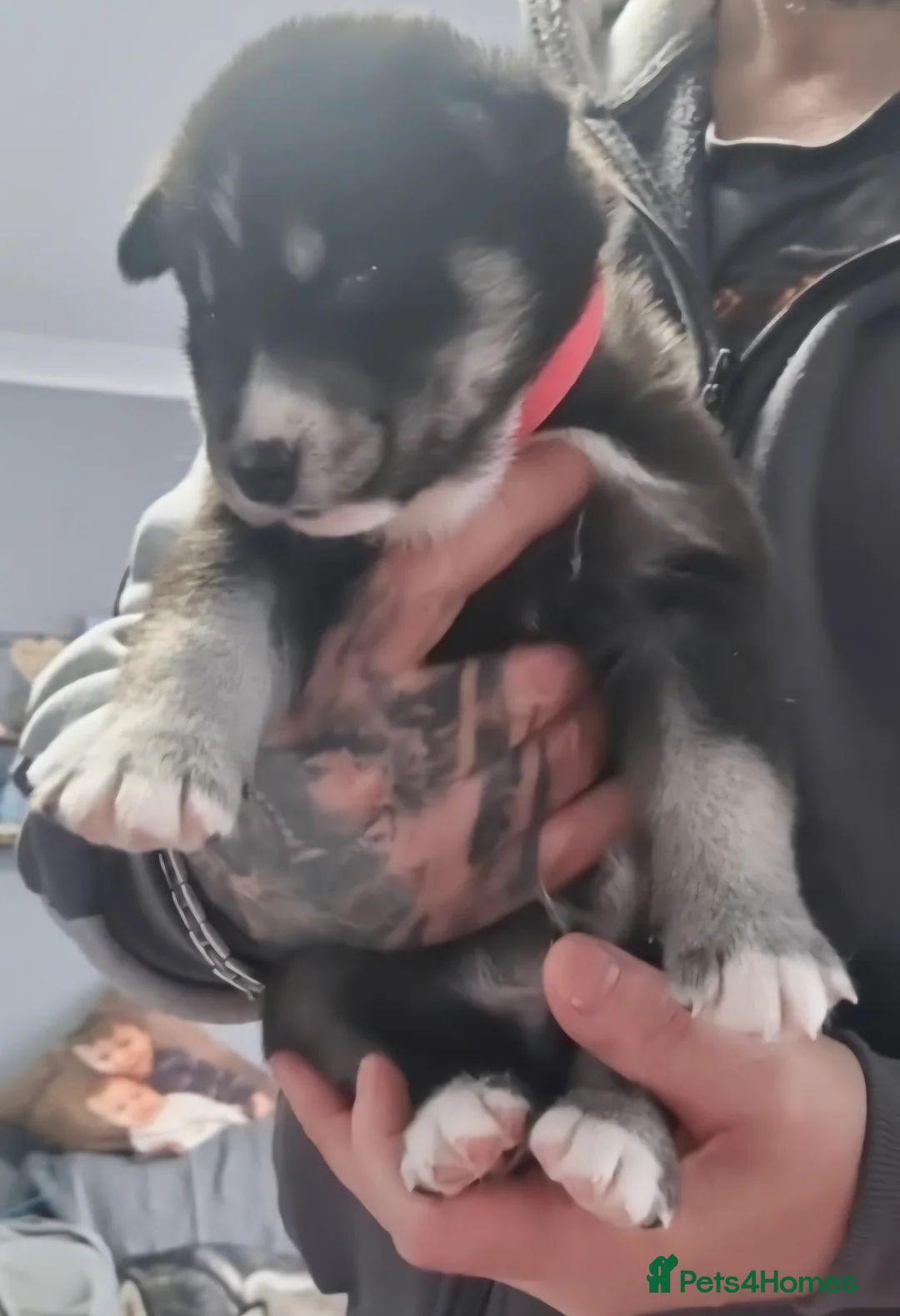 Siberian Husky dogs for sale: Siberian huskies - Advert 4