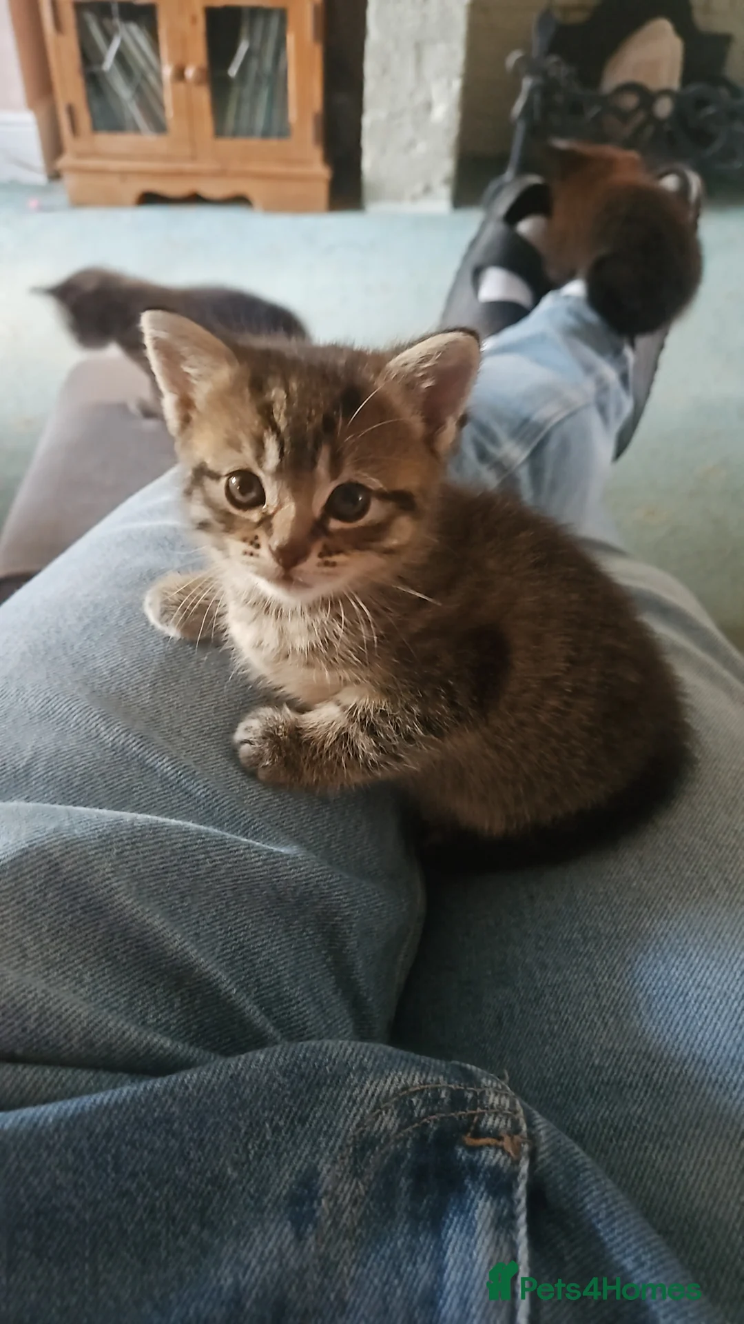 Mixed Breed cats for sale: Beautiful tabby kittens in Newbury - Advert 8