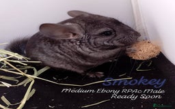 Chinchilla rodents for sale: Baby RPA /RPAc Chinchillas ready soon - Image 2