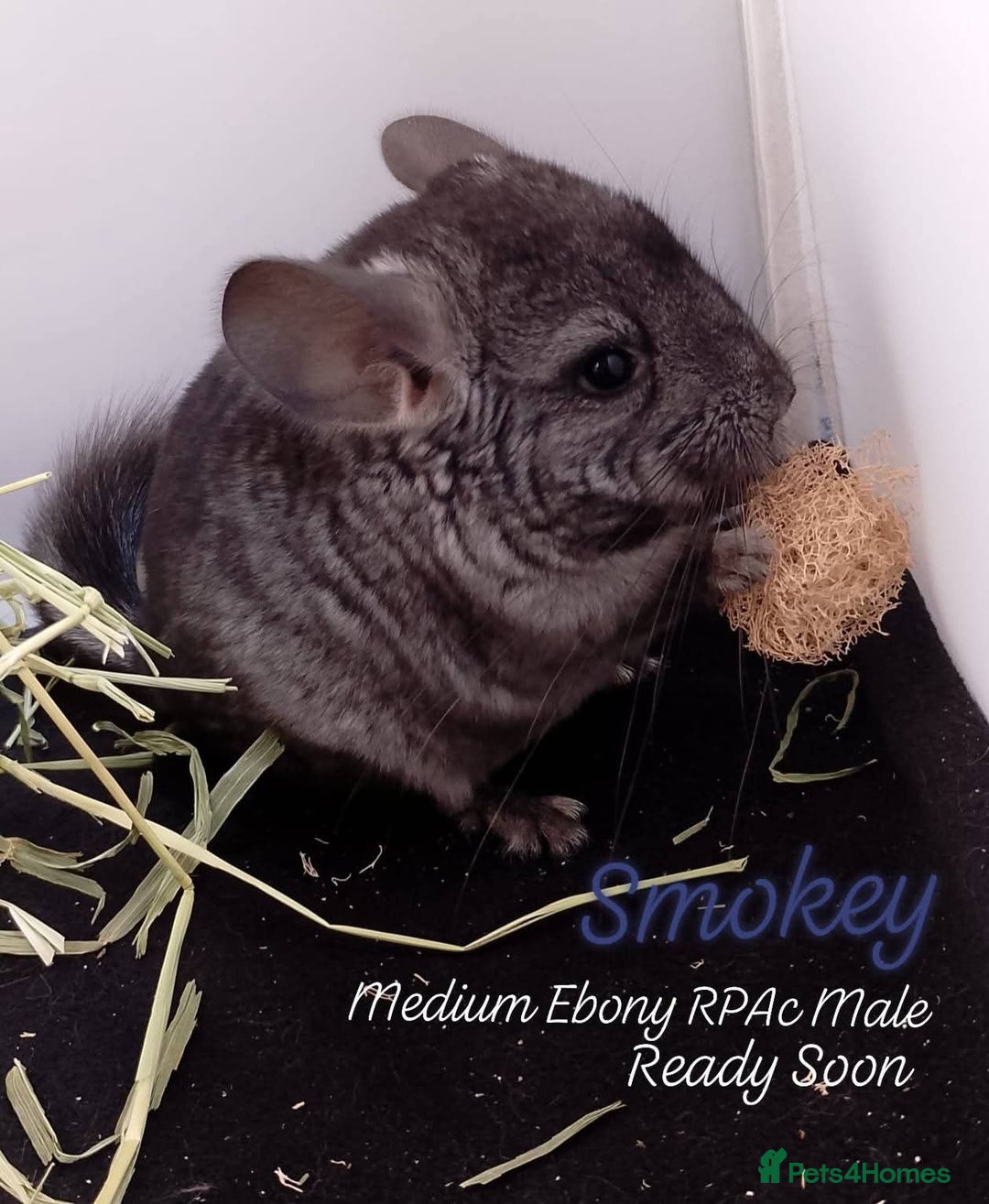 Chinchilla rodents for sale: Baby RPA /RPAc Chinchillas ready soon - Image 2