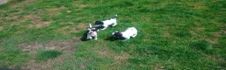 English Springer Spaniel dogs for sale: English springer spaniel pups  - Advert 9