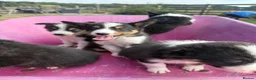 Border Collie dogs for sale: Beautiful Tri Border Collies looking for 5⭐️ homes - Advert 6