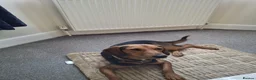 Mixed Breed dogs for adoption: LENA! - Advert 6