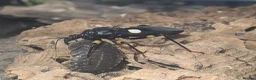 Mixed Breed invertebrates for sale: Mantis, stick insects, assassin bugs, grasshoppers - Advert 7