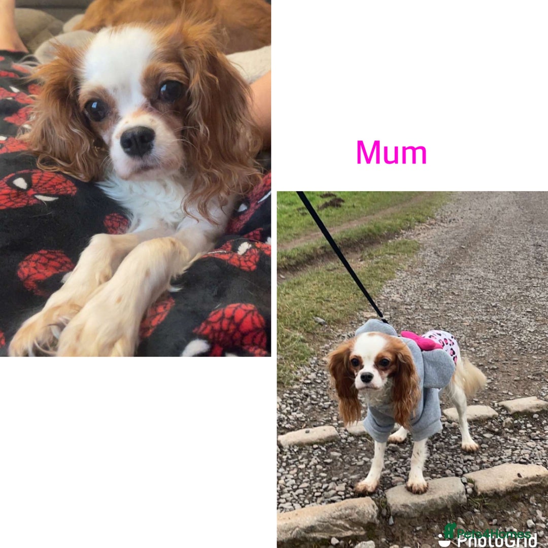 Cavapoo dogs for sale: Beautiful toy cavapoo puppies - Advert 6