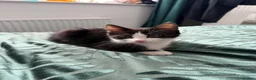 Mixed Breed cats for sale: Beautiful tuxedo kittens one boy and one girl  - Advert 8