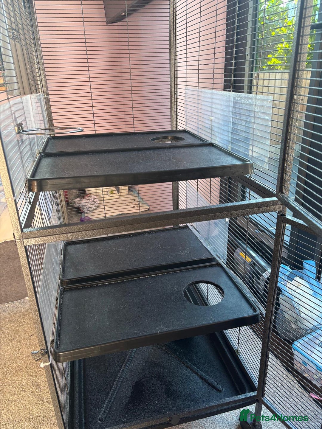 Rat rodents for sale: Dumbo Rats - Advert 23