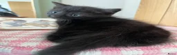 Ragdoll cats for sale: Very affectionate loving black ragdoll boy  - Advert 3
