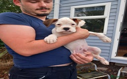 Boxer dogs for sale: KC Registered and ONLY 4 Left! See my 5* reviews - Image 1