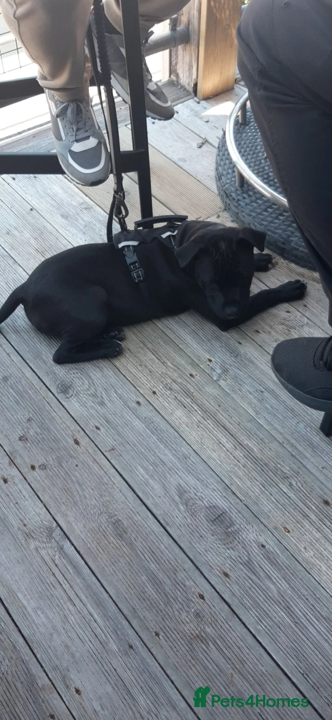 Staffordshire Bull Terrier dogs for sale: 7 month black male staffy in Newcastle upon Tyne - Advert 4